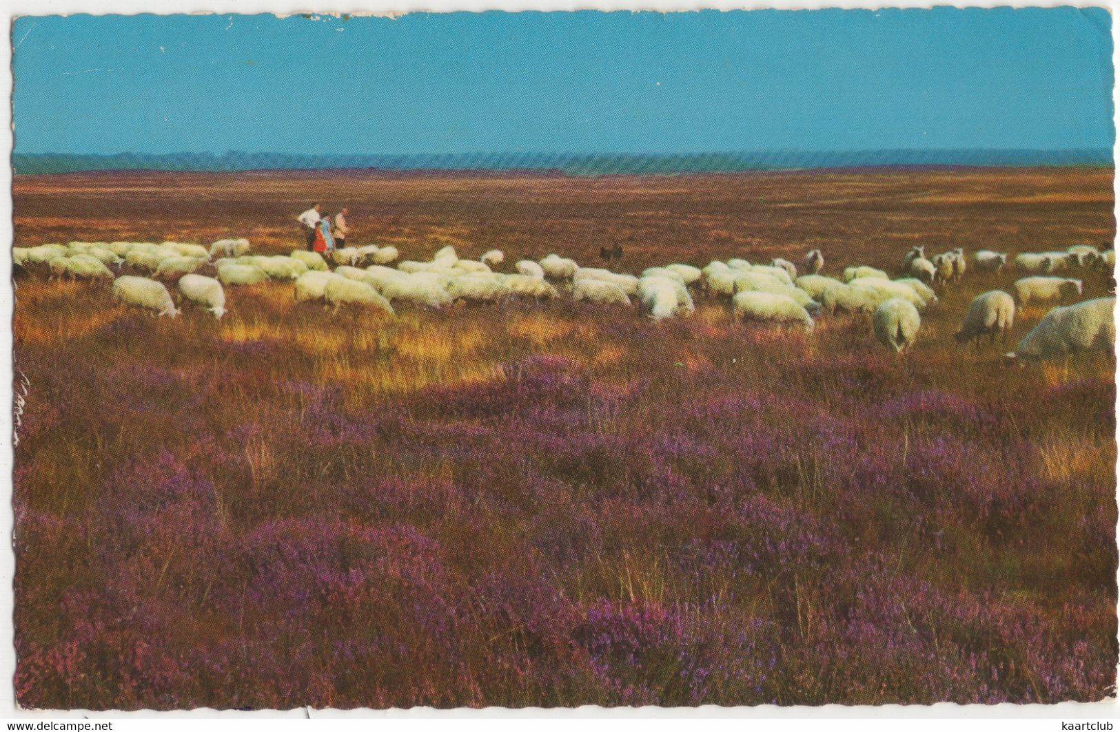 Groeten Uit Vierhouten - (Gelderland, Holland) -  Schaapskudde, Hei - Nunspeet