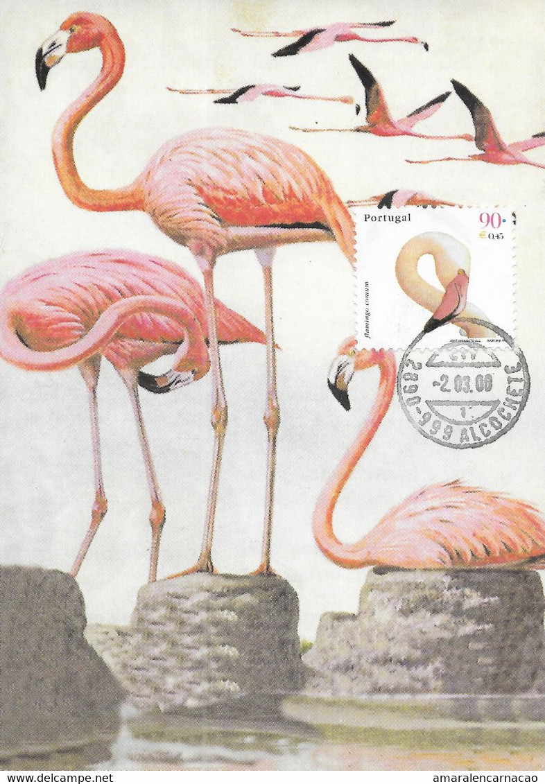 CARTE MAXIMUM - CARTOLINA MAXIMA - MAXIMUM KARTE - MAXIMUM CARD - PORTUGAL - OISEAUX - FLAMANT - Phoenicopterus Ruber - Flamingos