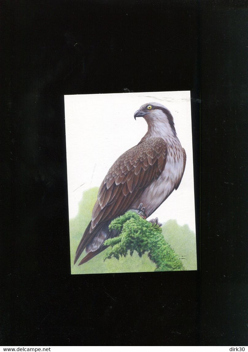 Belgie 4090 Buzin Vogels Birds 2011 Maximumkaart Blanco - 2011-..