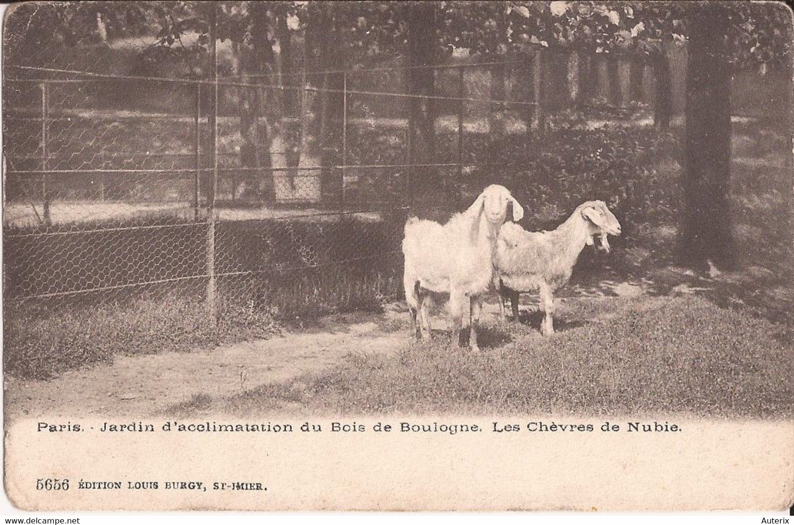 75 Paris Jardin D'acclimatation Du Bois De Boulogne Les Chevres De Nubie Nubiennes Goat Chevre - Parken, Tuinen