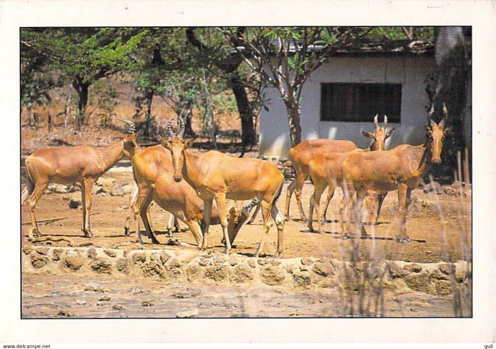 Afrique (Centrafrique) République CENTRAFRICAINE- Parc National MONOVO GOUNDA SAINT FLORIS Bubales (Antilopes) KOUMBALA - Central African Republic