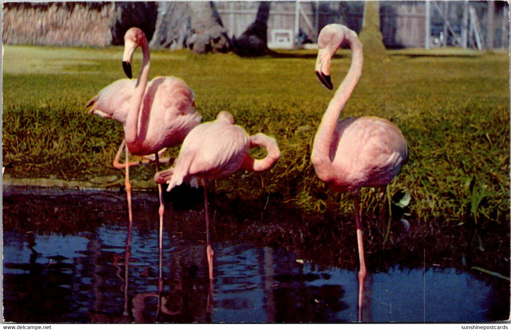 Florida Silver Springs Pink Flamingoes At Ross Allen's Reptile Institute - Silver Springs