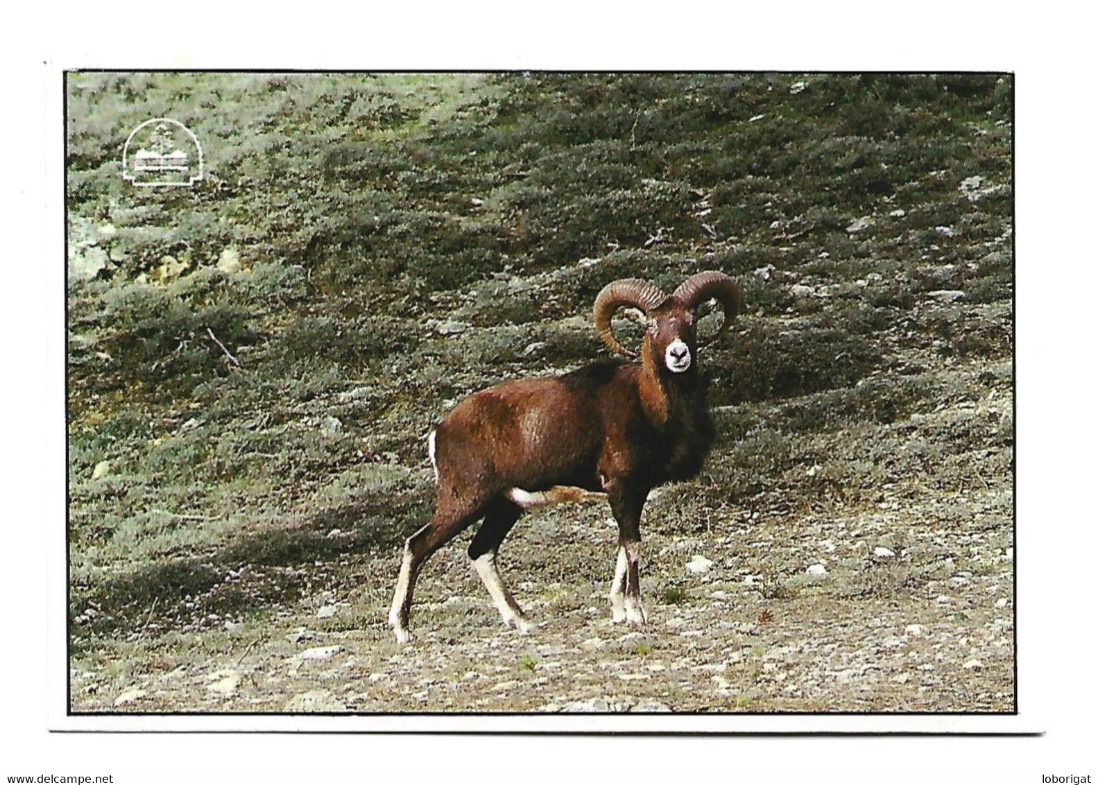 MUFLON  ( OVIS MUSIMON ).-  PARQUE NATURAL DE CAZORLA - JAEN.- ( ESPAÑA ) - Jaén