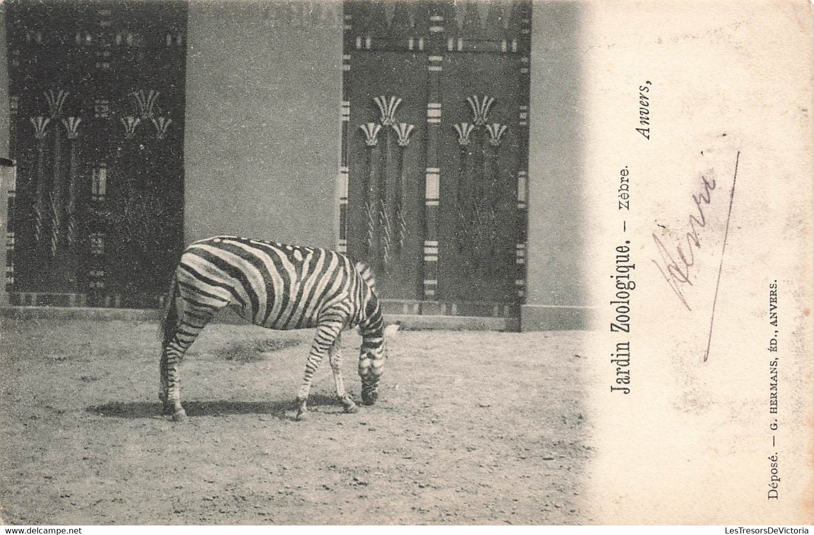CPA Anvers - Jardin Zoologique - Zebre - Hermans Edition - Antwerpen