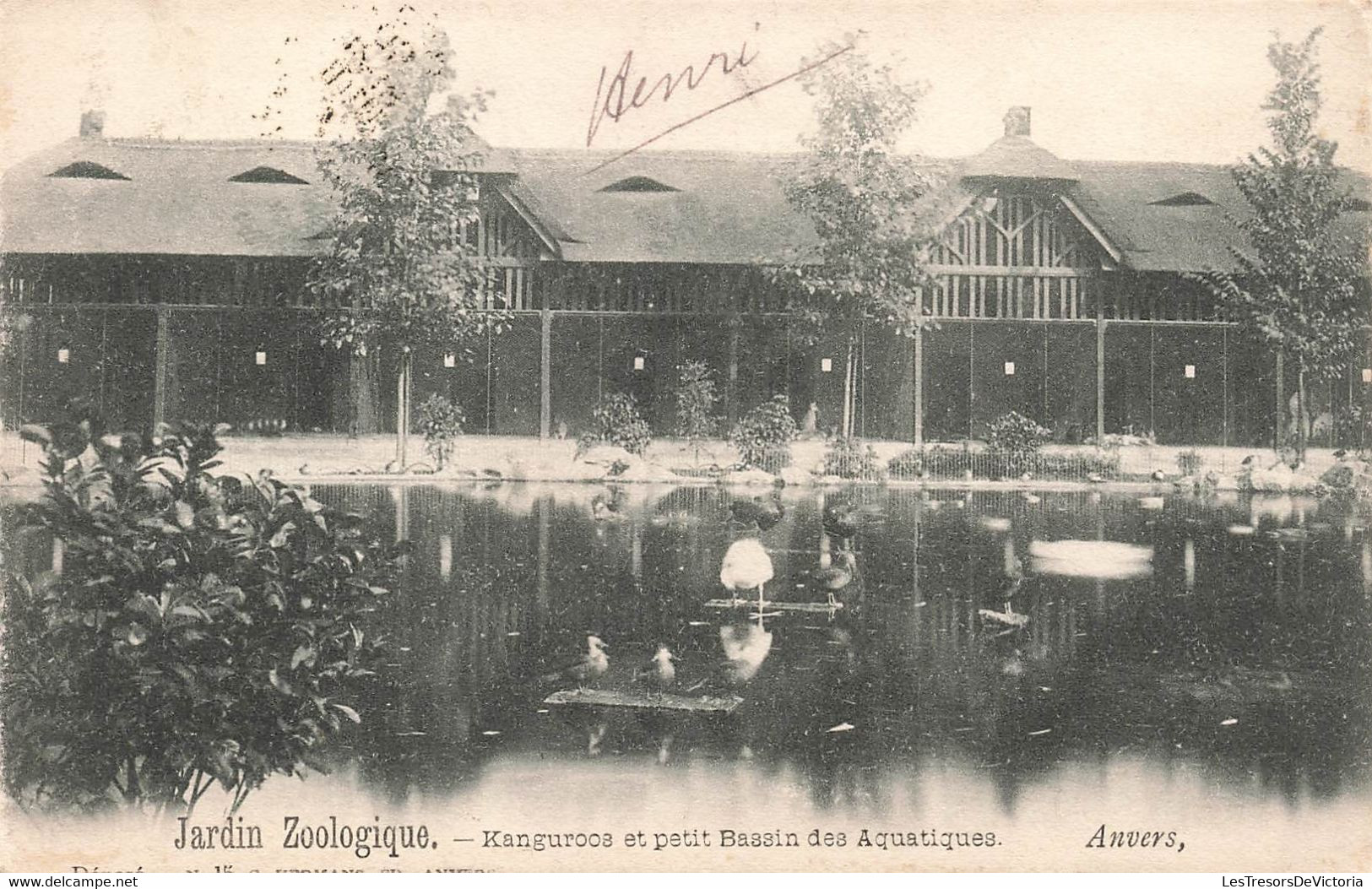 CPA Anvers - Jardin Zoologique - Kangaroos Et Petit Bassin Des Aquatiques - Hermans Edition - Antwerpen