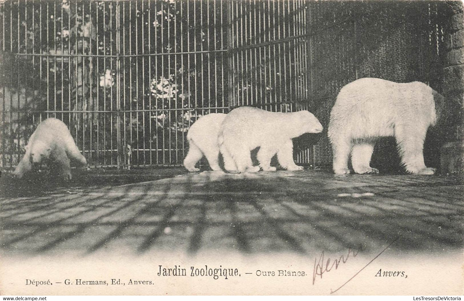 CPA Anvers - Jardin Zoologique - Ours Blancs - Hermans Edition - Antwerpen