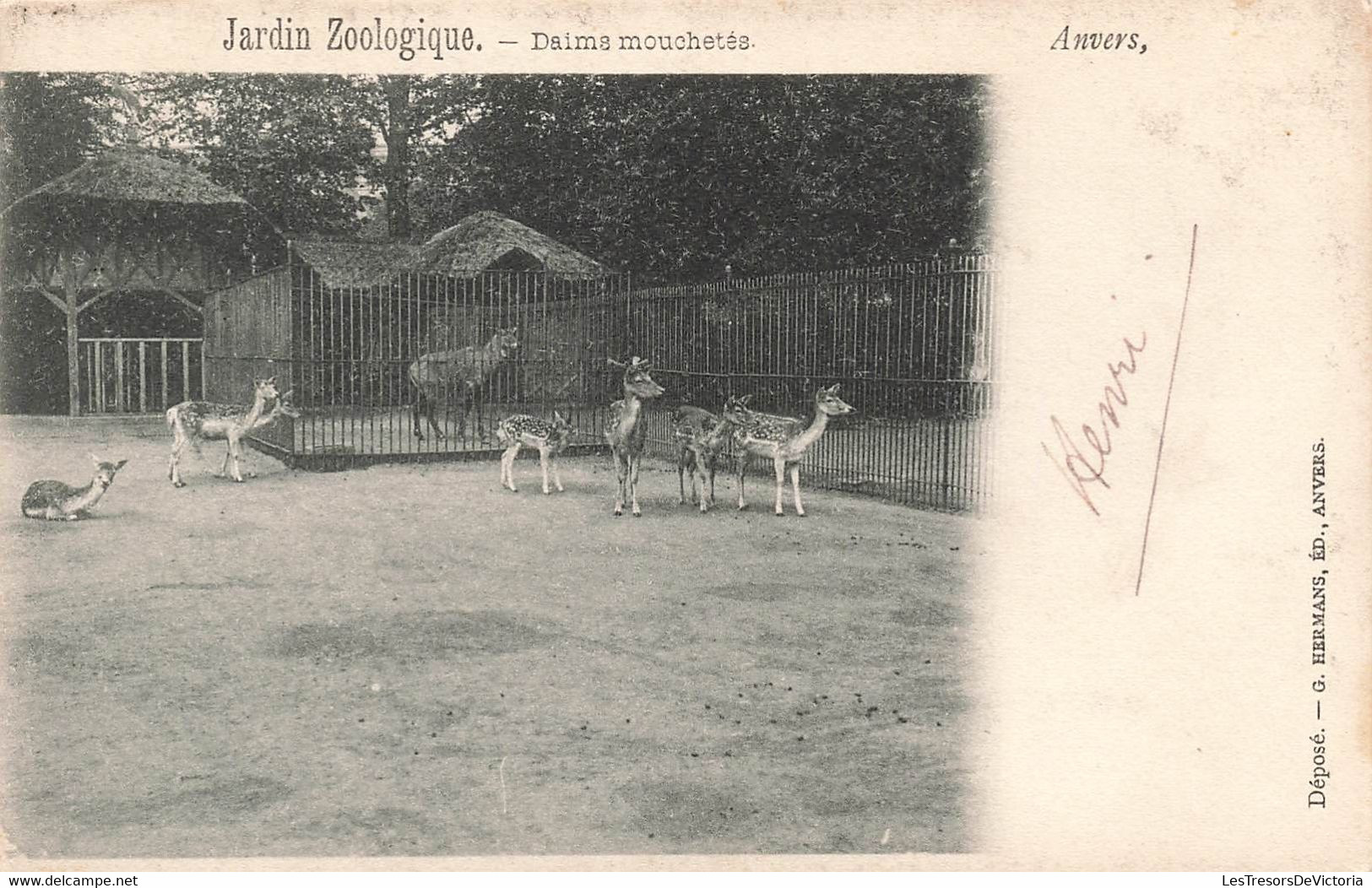 CPA Anvers - Jardin Zoologique - Daims Mouchetés - Hermans Edition - Antwerpen