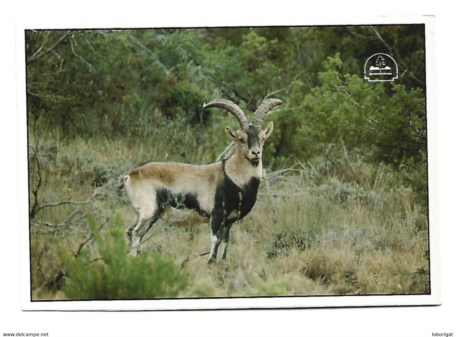 MACHO MONTÉS  ( CAPRA PYRENAICA HISPÁNICA ).-  PARQUE NATURAL DE CAZORLA - JAEN.- ( ESPAÑA ) - Jaén