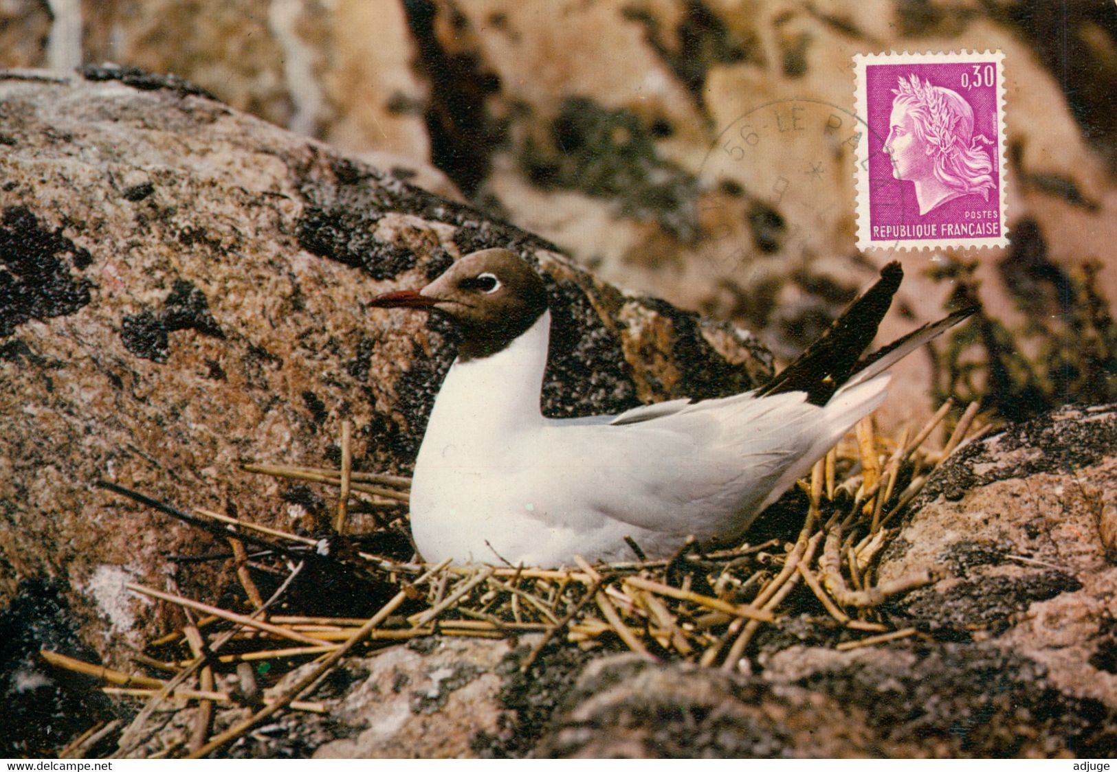 CP-56-Le PALAIS - Mouette Rieuse- Oblitération Philatélique Le Palais -  1974 **2 Scan** - Palais