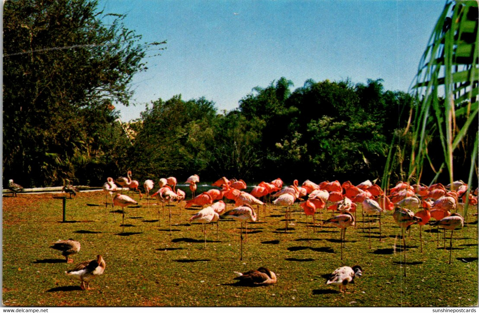 Florida Tampa Busch Gardens Siesta Time For The Flamingos - Tampa