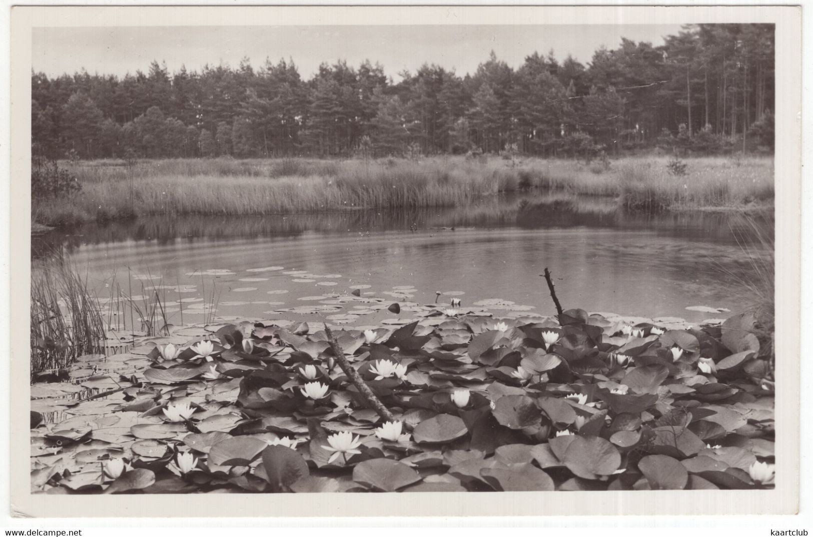 Ommen - Één Der Besthmenermeertjes - (Overijssel, Nederland/Holland) - 1955 - St. Vacantievreugd - Ommen