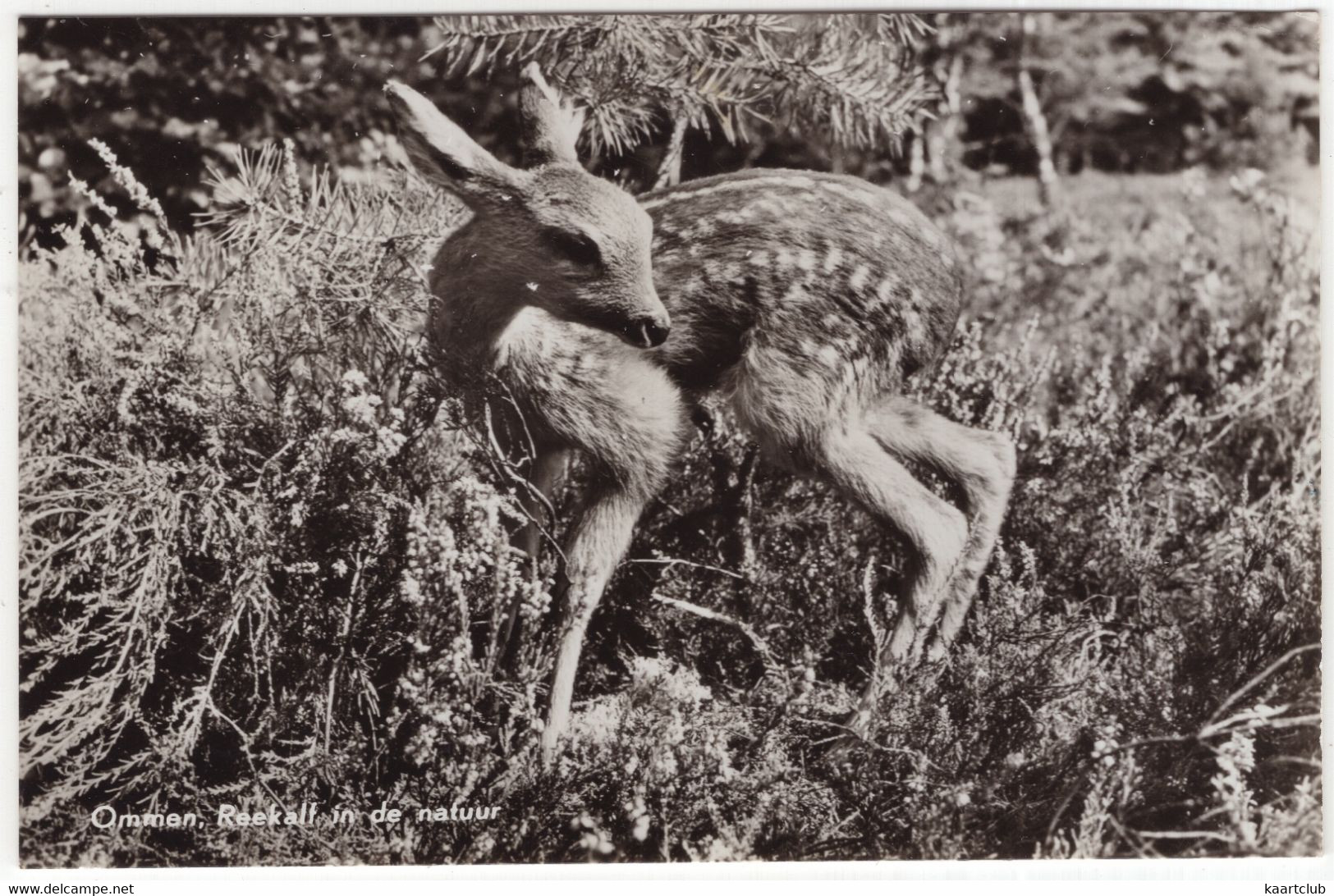 Ommen - Reekalf In De Natuur - (Overijssel, Nederland/Holland) - 1963 - Ommen