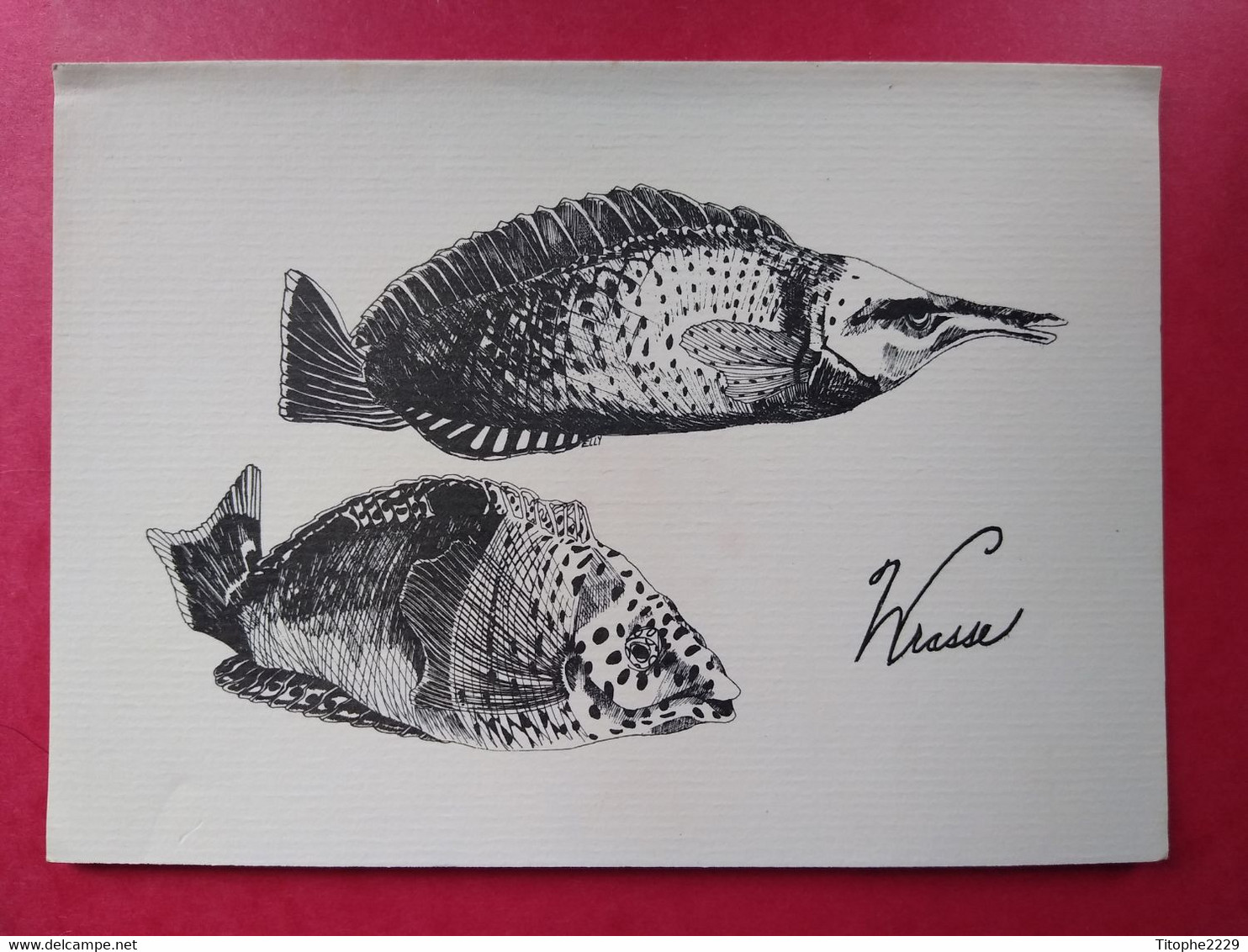 WRASSE - Hand Crafted In Hawaï By KAHUNA Cards - Carte Double - Big Island Of Hawaii