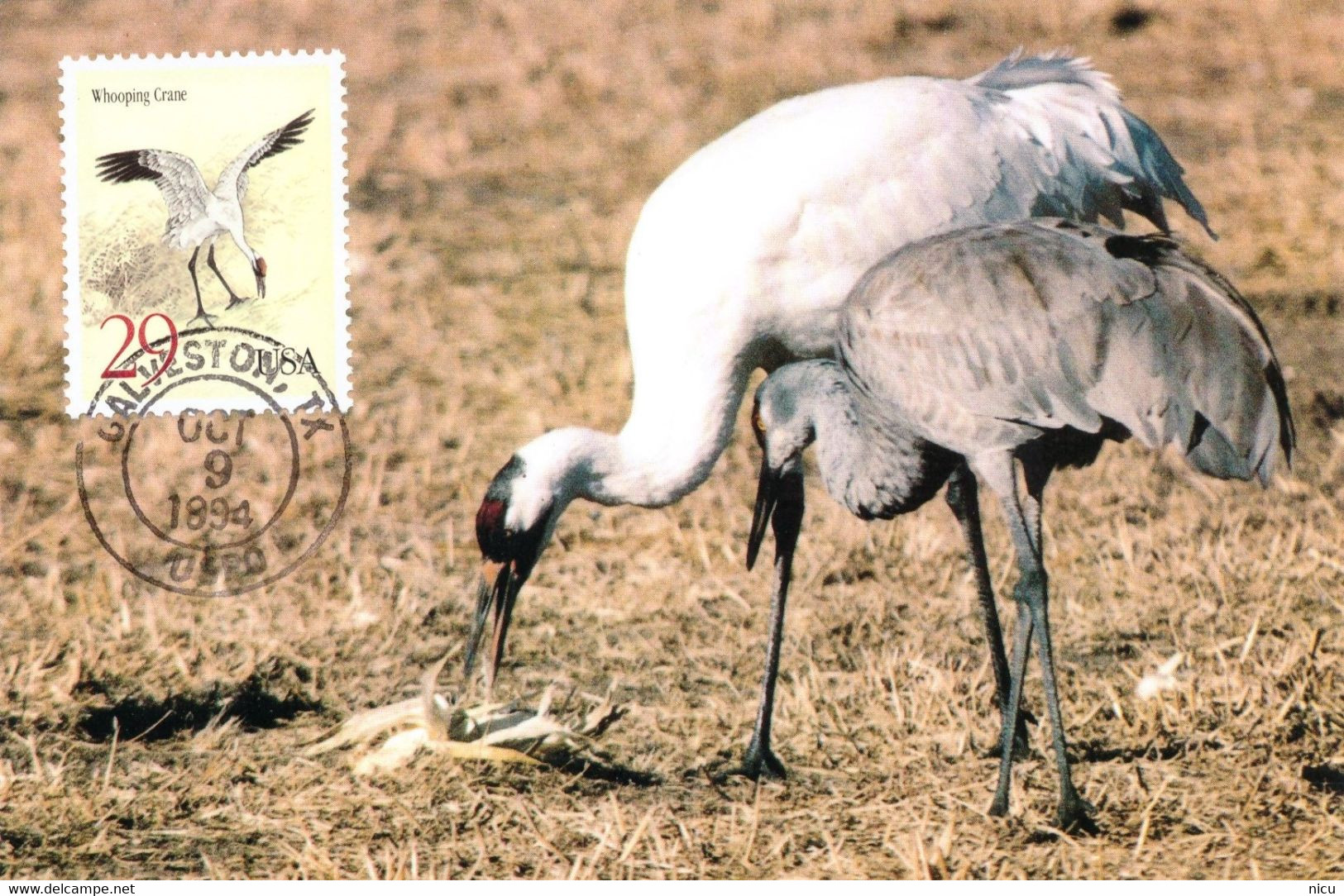 BIRD - WHOOPING CRANE (Grus Americana) - Maximum Cards