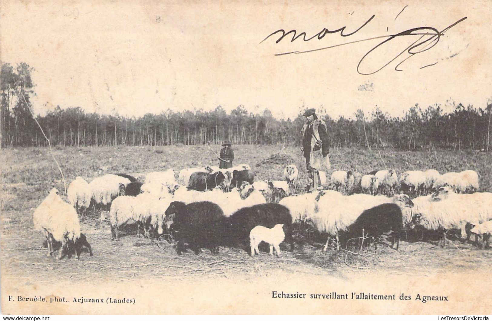 CPA Thèmes - Agriculture -  Echassier Surveillant L'allaitement Des Agneaux - F. Bernède Phot. - Dos Non Divisée - Oblit - Elevage