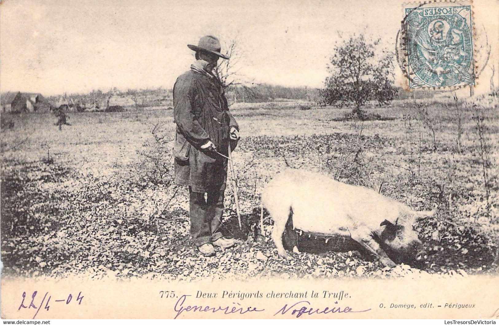 CPA Thèmes - Agriculture - Deux Pérogords Cherchant La Truffe - O. Domege Edit. - Oblitérée - Cochons - Animée - Elevage