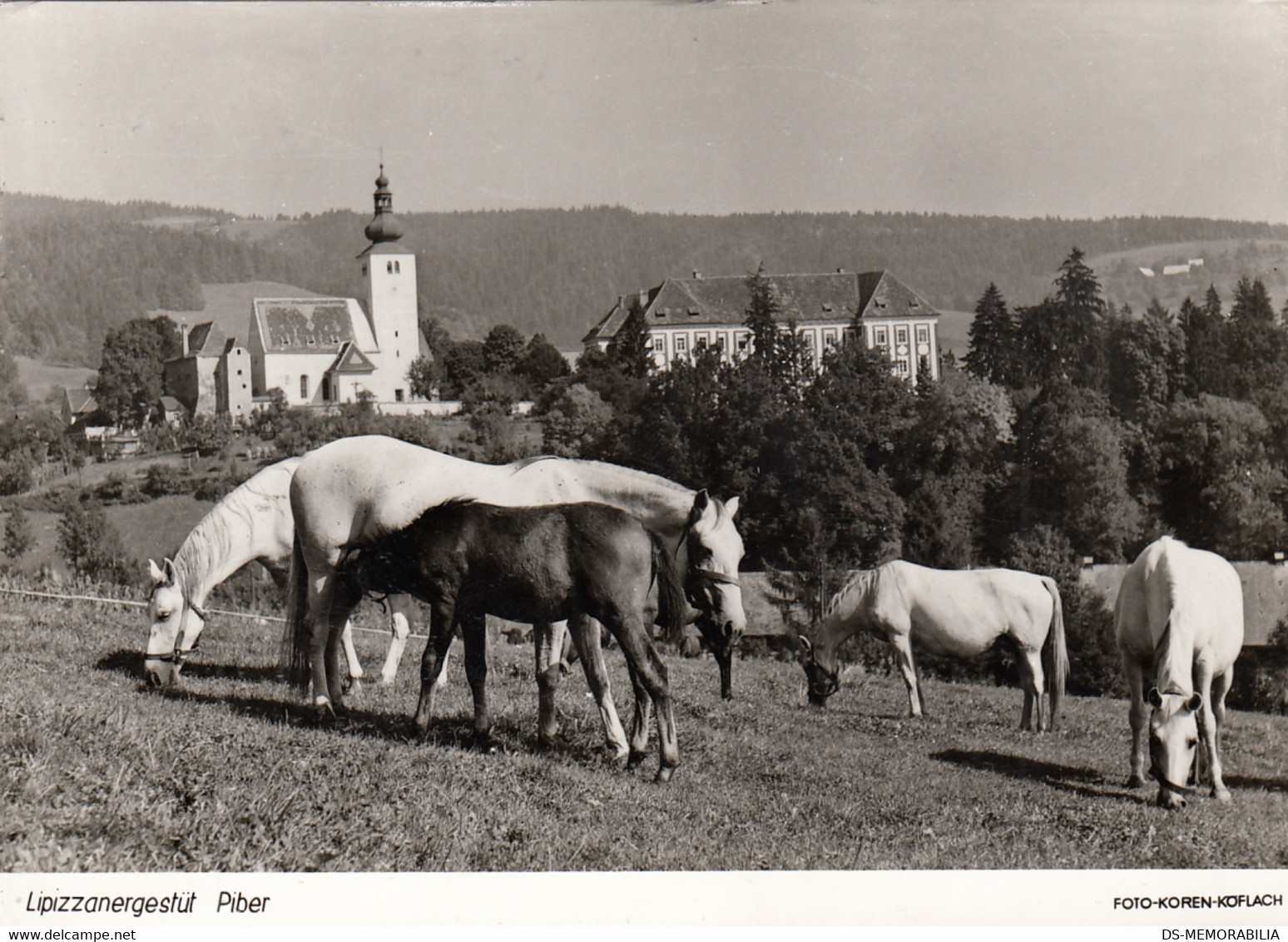 Lipizzanergestut Piber , Lipizzaner Horse , Pferde - Köflach