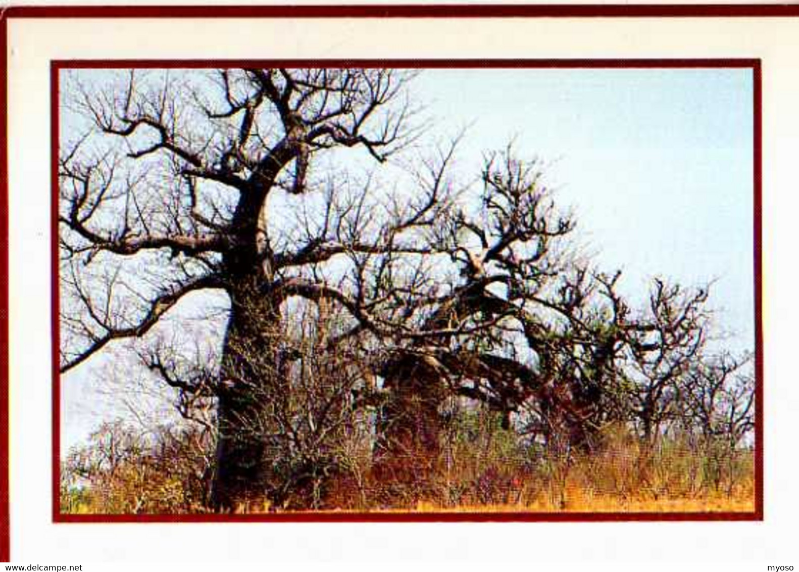 Burkina Faso Baobabs , Photo Laroussinie - Burkina Faso