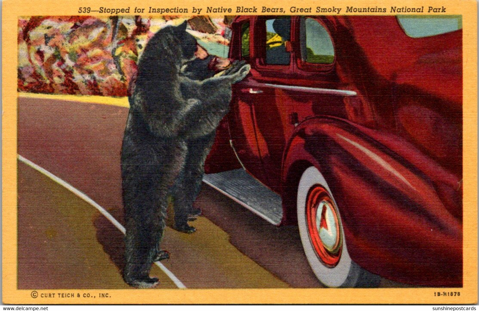 Great Smoky Mountains National Park Car Stopped For Inspection By Native Black Bears Curteich - Smokey Mountains