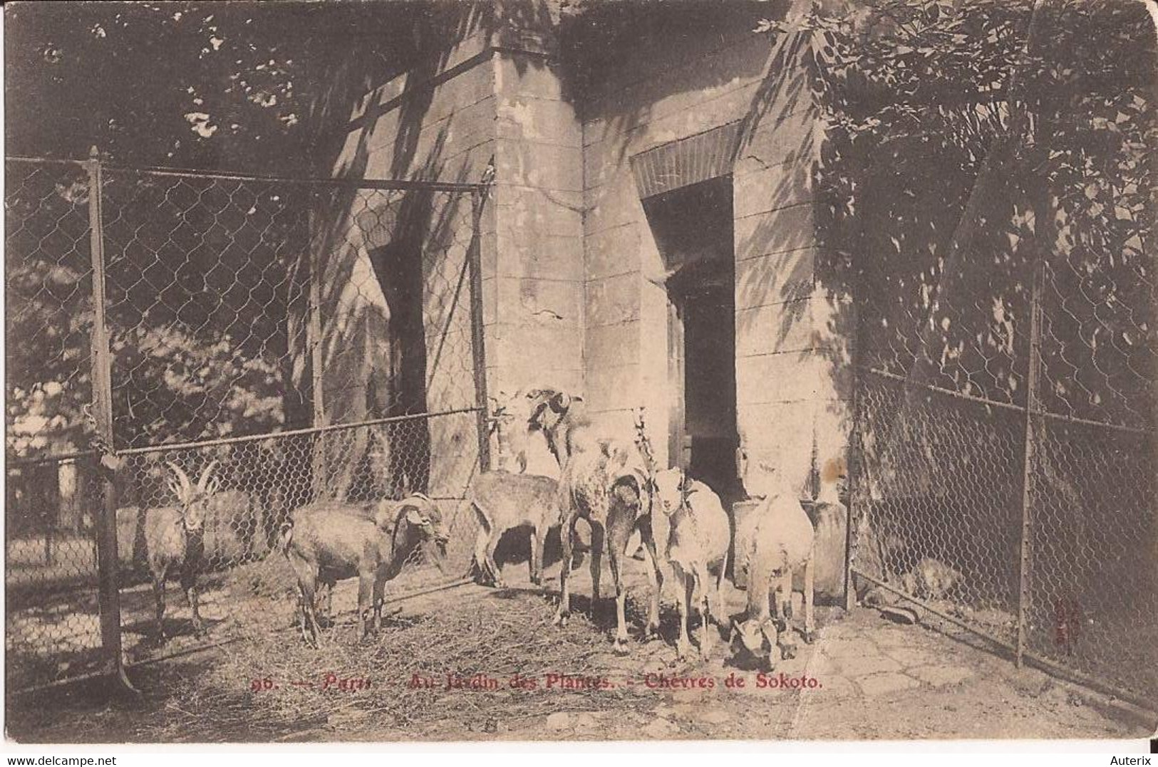 75 Paris Au Jardin Des Plantes. Chèvres De Sokoto. Chevre Goat - Parcs, Jardins