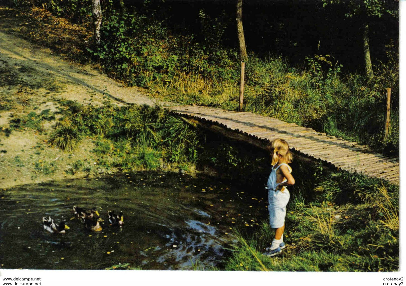 Belgique RANCE Forêt Domaniale Fillette Canards Petit Pont De Bois - Sivry-Rance