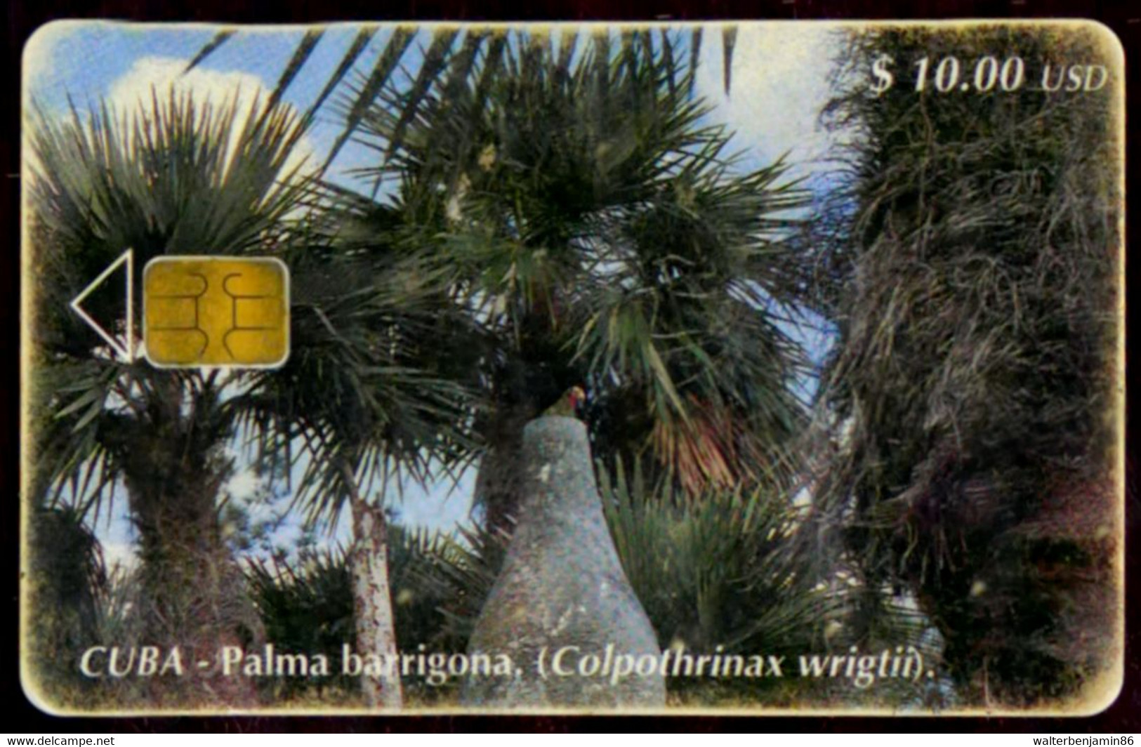 SCHEDA PHONECARD CUBA PALMA BARRIGONA (COLPOTHRINAX WRIGTII) - Cuba