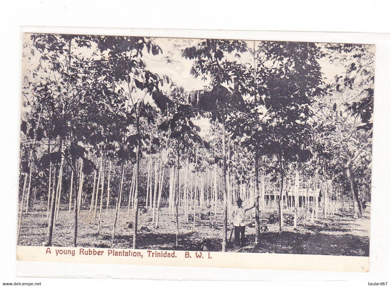 Trinidad  Tobago A Young Rubber Plantation - Trinidad