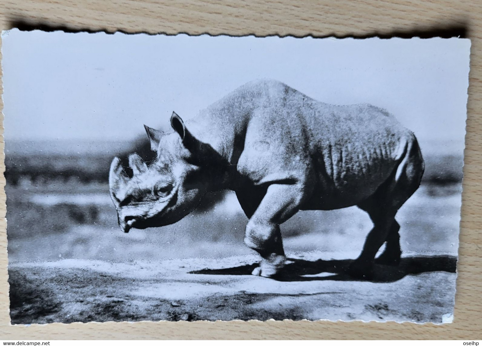 CPSM  Rhinocéros Afrique Noire  Cl. Galitzin Photo Véritable HOA QUI 1168 - Rinoceronte