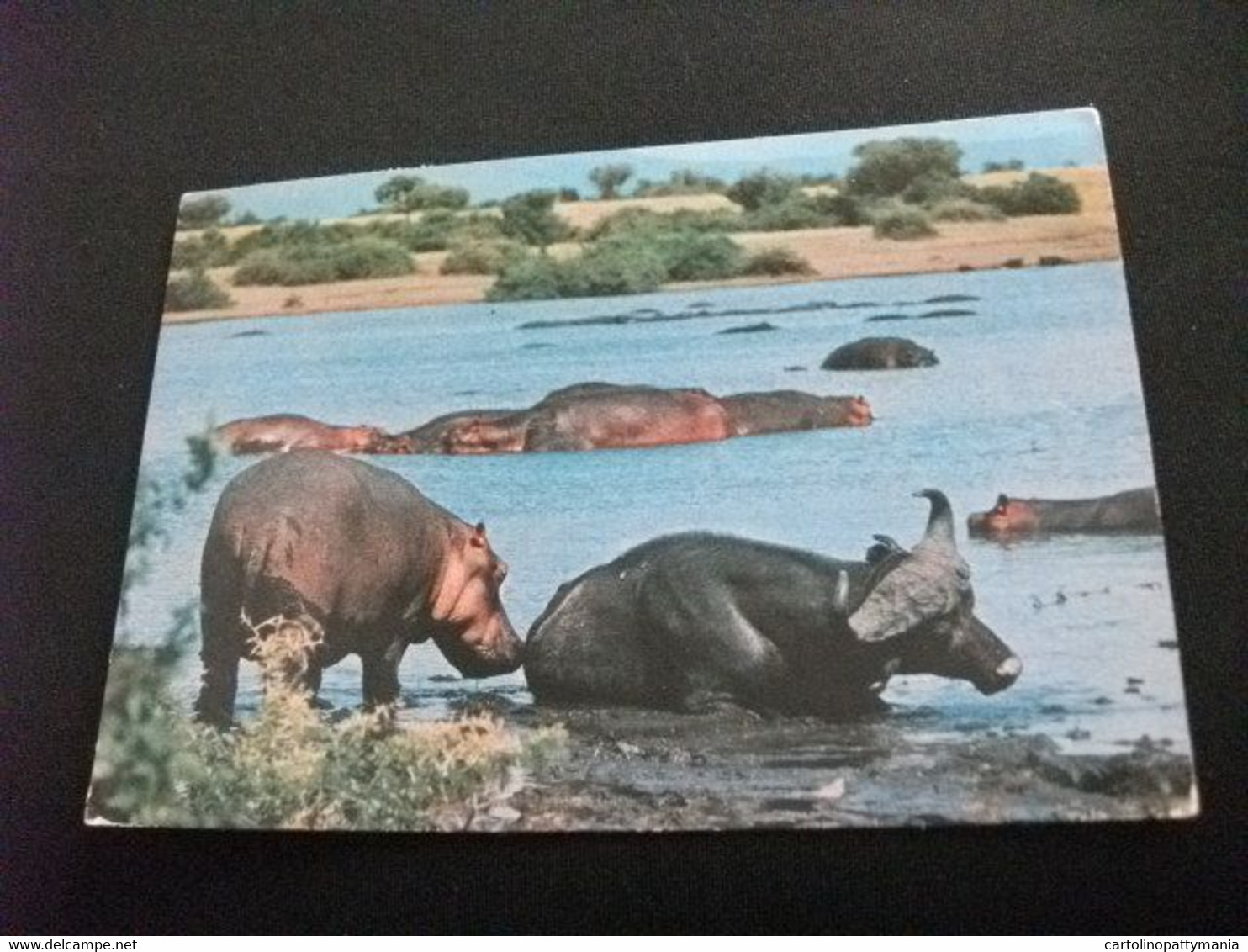 IPPOPOTAMO BUFALO BUFFALO AT HIPPO POOL TANZANIA KENYA UGANDA - Ippopotami