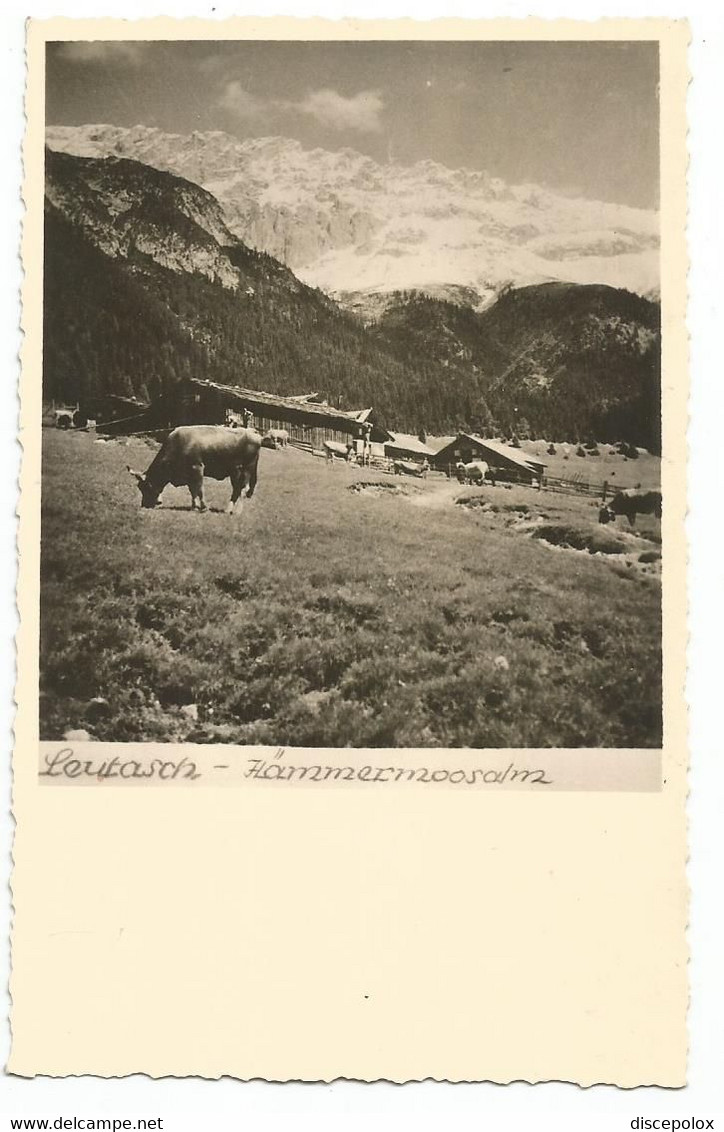 AC4638 Leutasch - Hammermoosalm - Vacca, Mucca, Cow, Koe, Vache, Vaca / Viaggiata 1952 - Leutasch