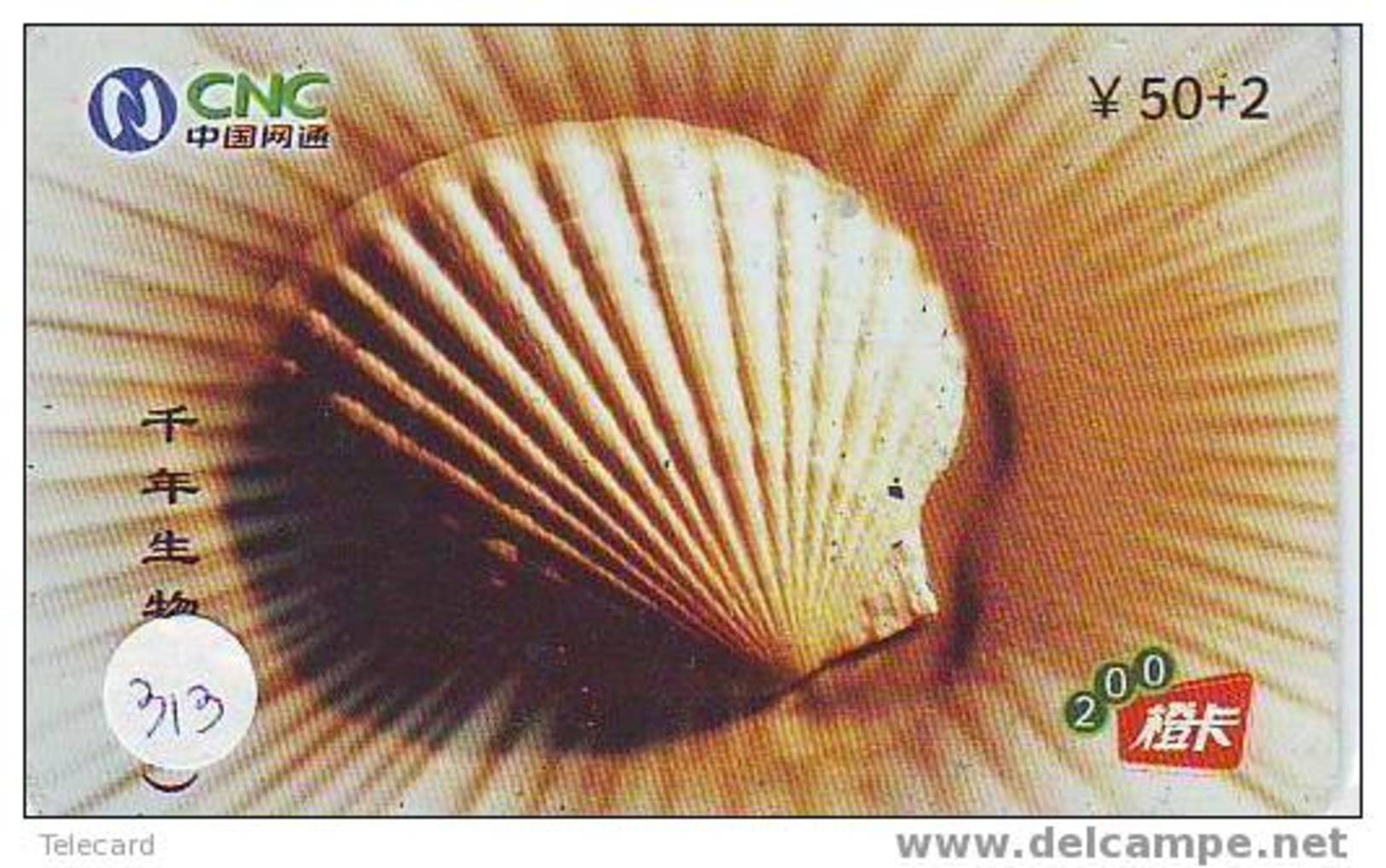 Schelpen - Seashells &ndash; Conchiglia &ndash; Sea Shell &ndash;  Coquille &ndash; Muschel &ndash; Seashell &ndash; Mus - Pesci