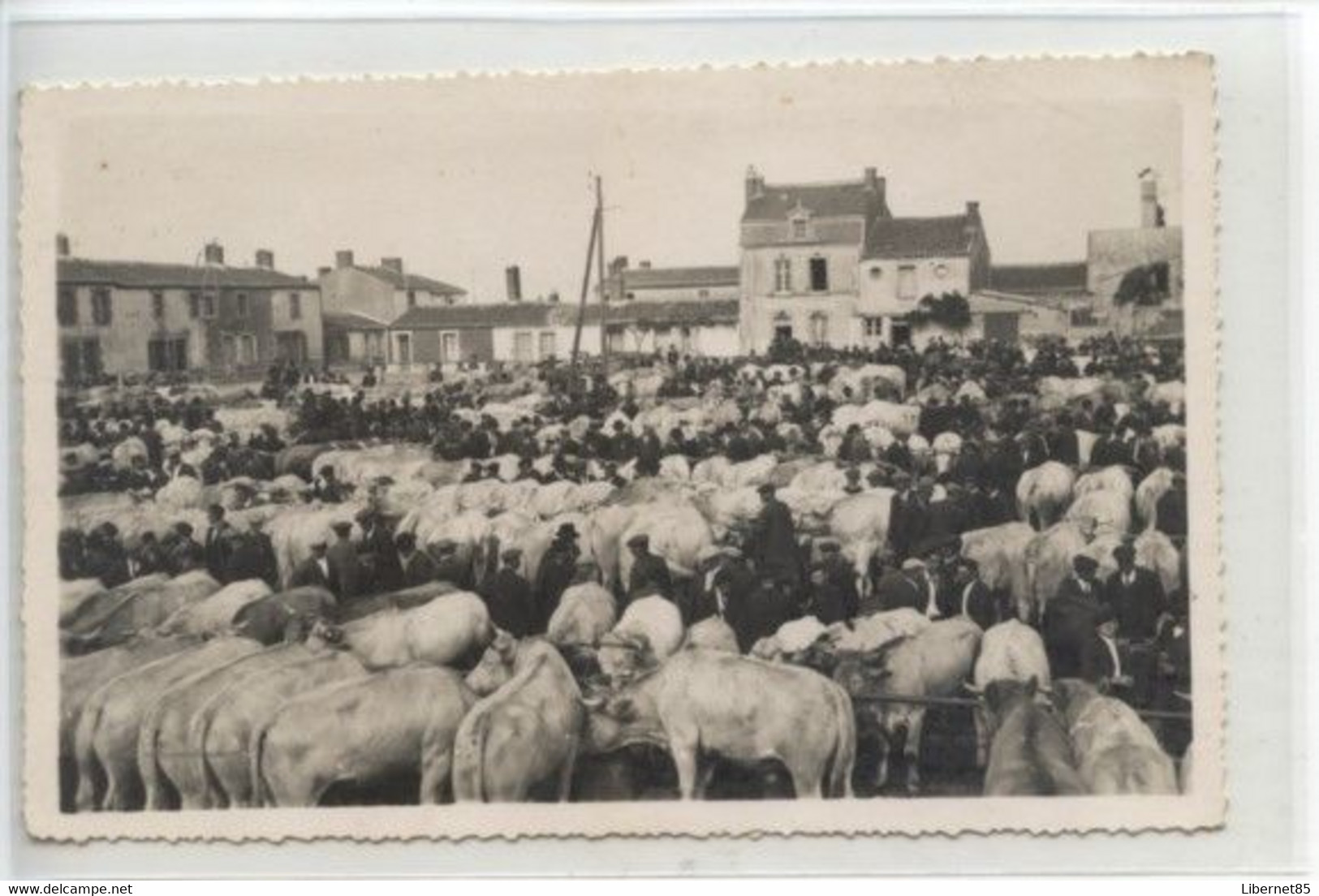 Champ De Foire   Marché Aux Bestiaux - Aizenay