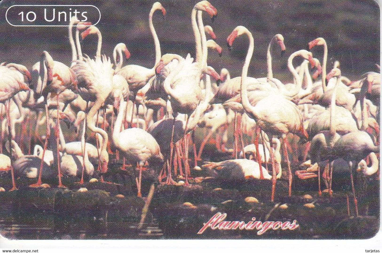 TARJETA DE TANZANIA DE UNOS FLAMINGOS (FLAMENCO) - Tanzanie