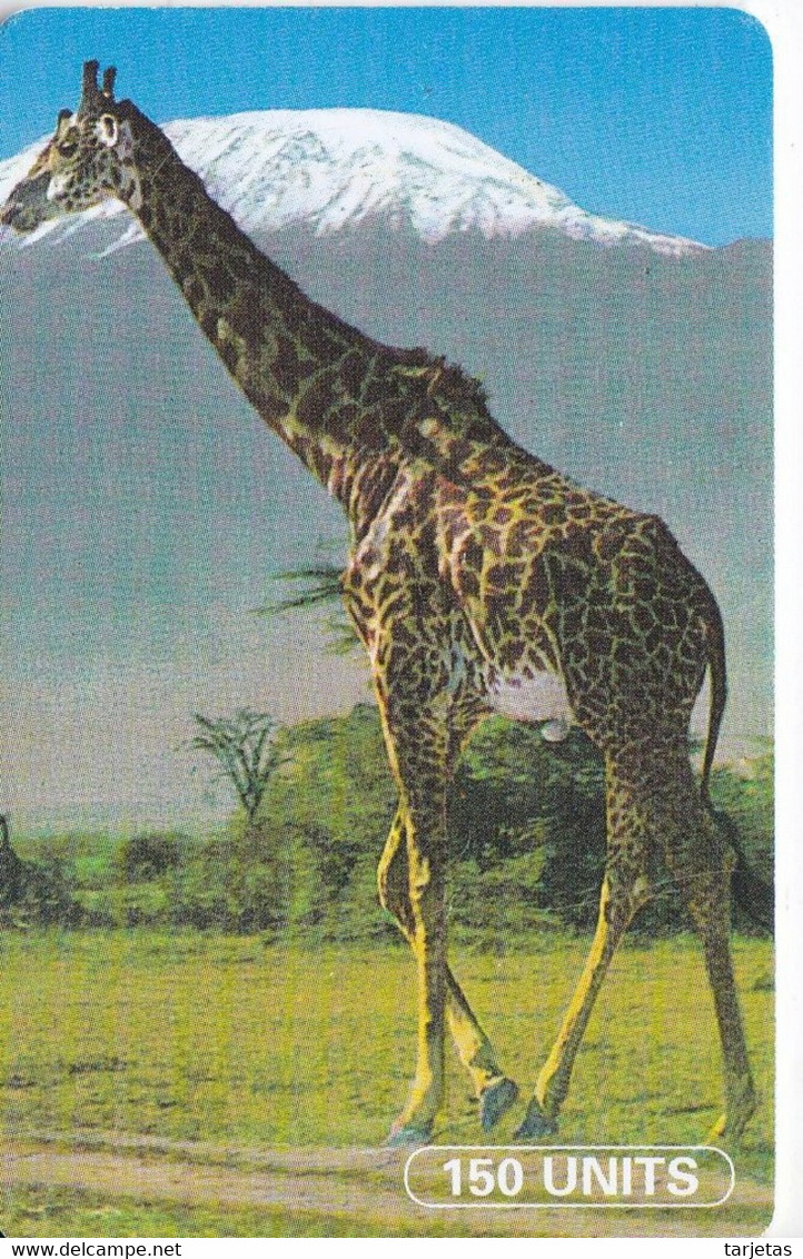 TARJETA DE TANZANIA DE UNA JIRAFA Y AL FONDO EL KILIMANJARO (GIRAFFE) - Tanzanie