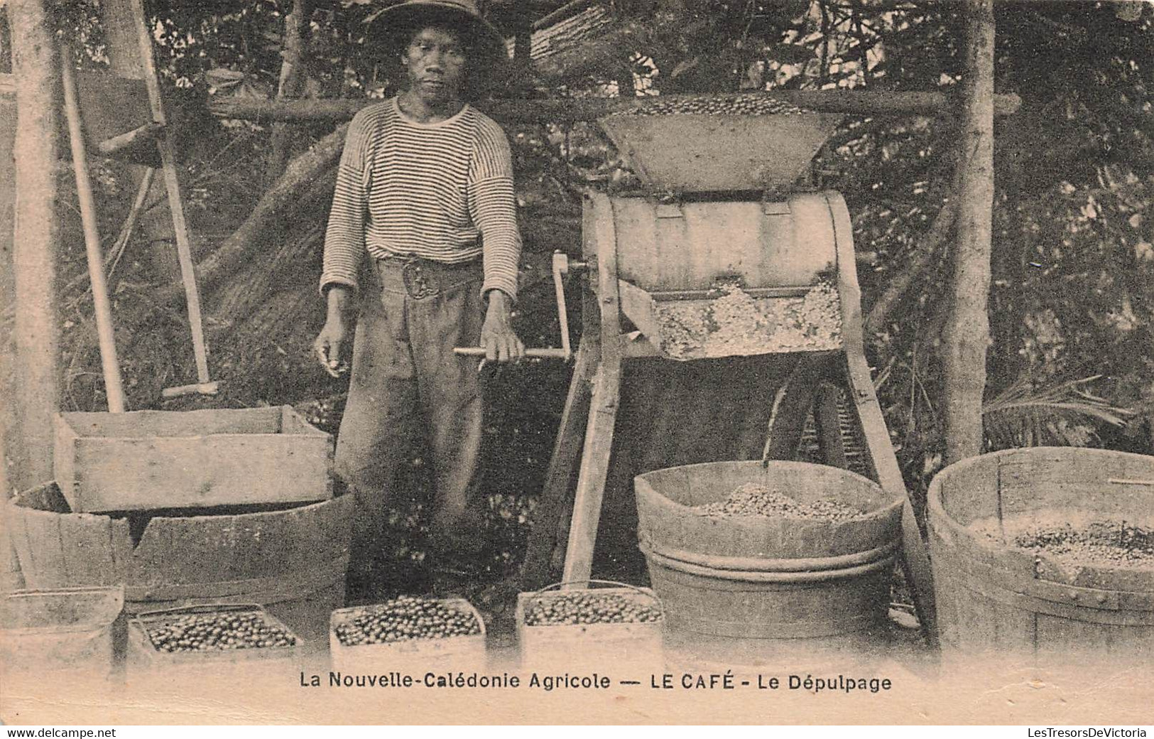 CPA NOUVELLE CALEDONIE Agricole - Le Café - Le Dépulpage - - Nuova Caledonia