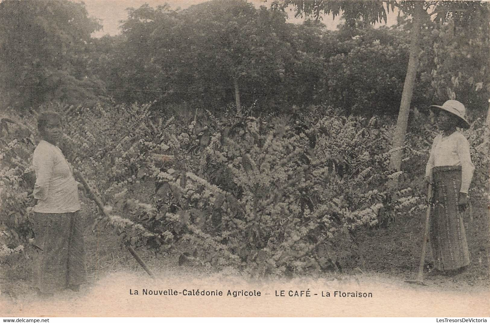 CPA NOUVELLE CALEDONIE Agricole - Le Café - La Floraison - Animé - Nuova Caledonia