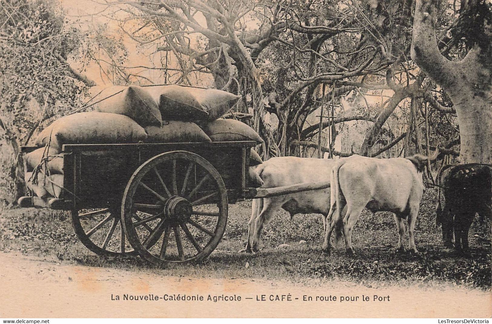 CPA NOUVELLE CALEDONIE Agricole - Le Café - En Route Pour Le Port - Charette Et Attelage - New Caledonia