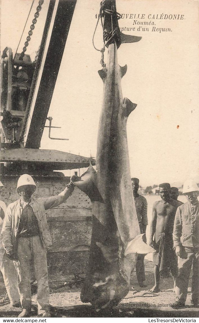 CPA NOUVELLE CALEDONIE - Nouméa - Capture D'un Requin - Requin Pendu à Une Gru - Nuova Caledonia