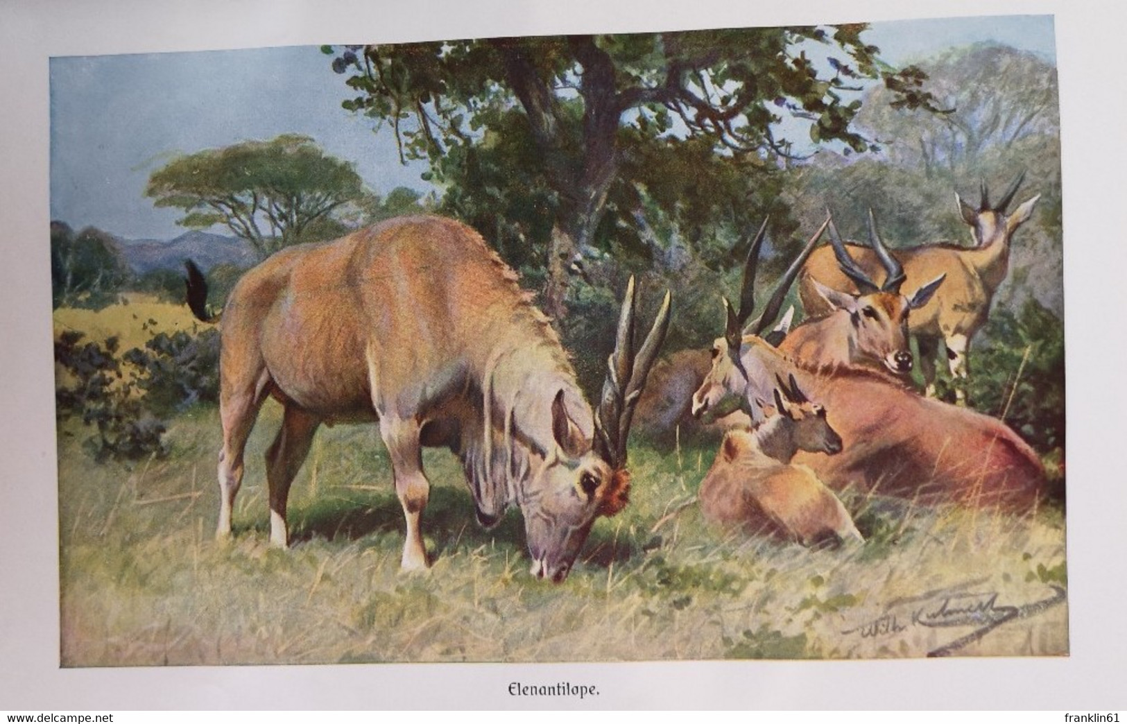 Brehms Tierleben. Die Säugetiere. Vierter Band. Paarhufer - Halbaffen - Affen.