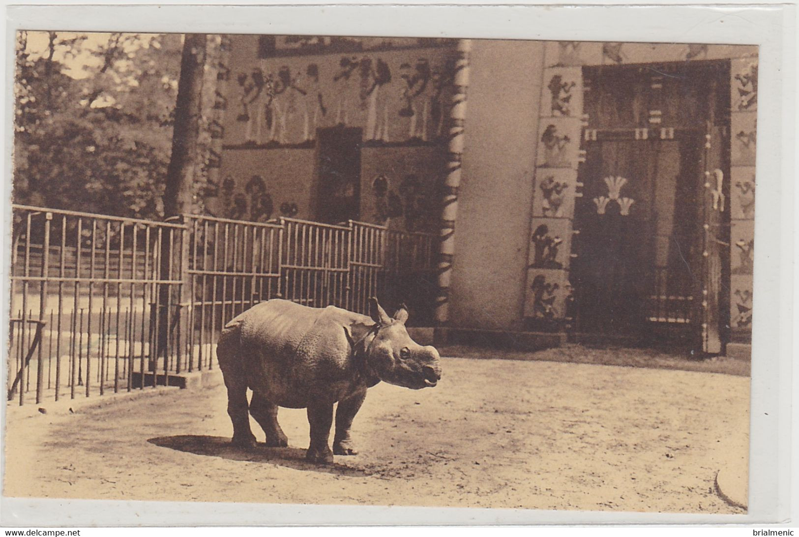 RHINOCEROS De L'Inde Au Jardin Zoologique D'ANVERS - Rhinocéros
