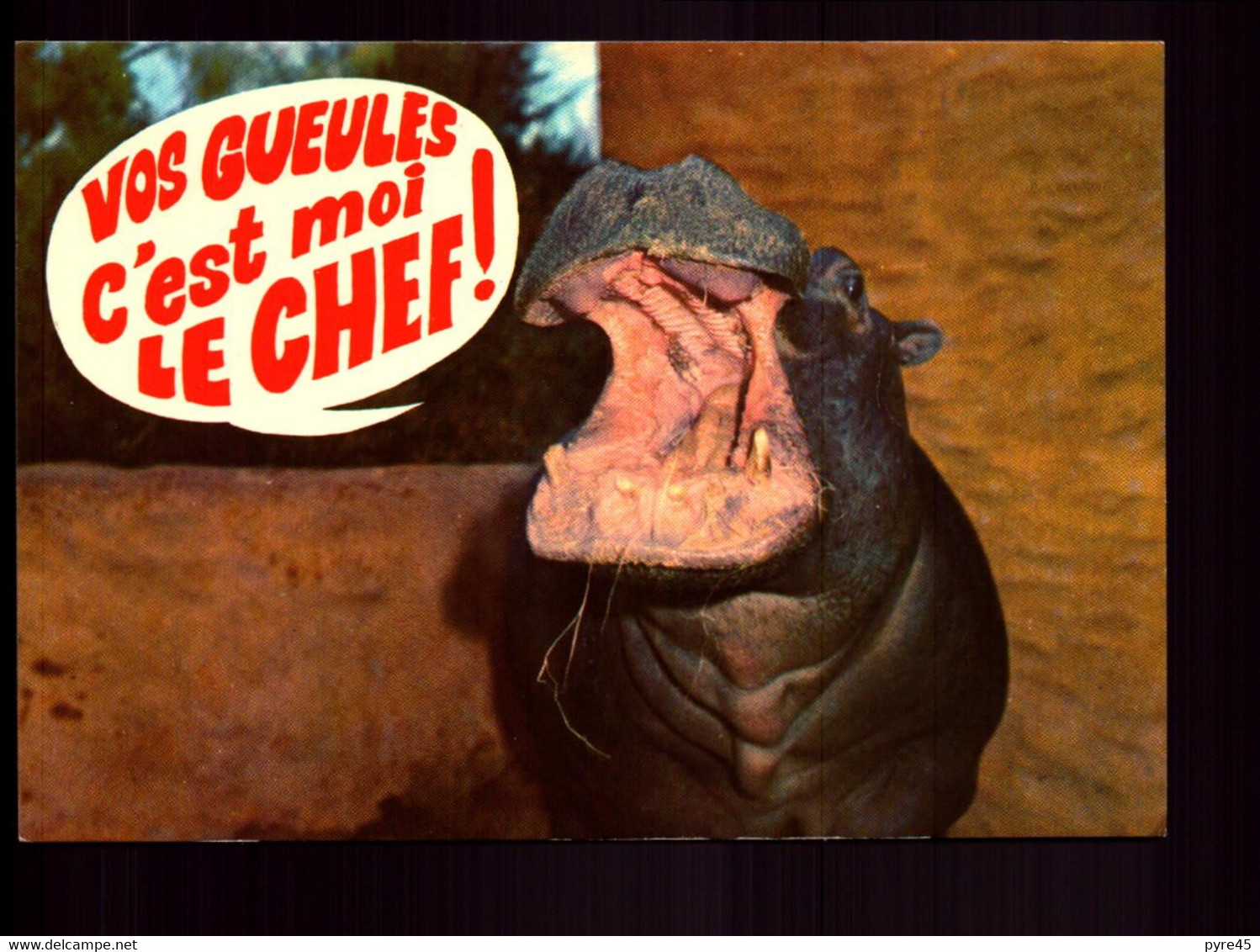 HIPPOPOTAME VOS GUEULES C EST MOI LE CHEF - Ippopotami