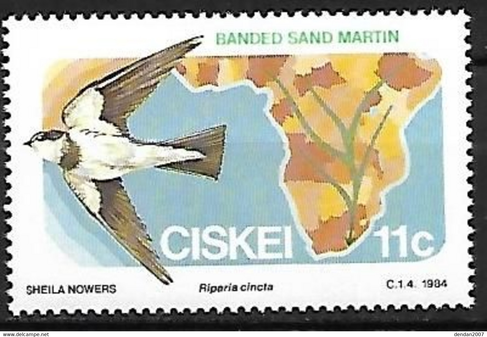Ciskei (South Africa ) - MNH ** 1984 : Banded Martin  -  Neophedina Cincta - Schwalben