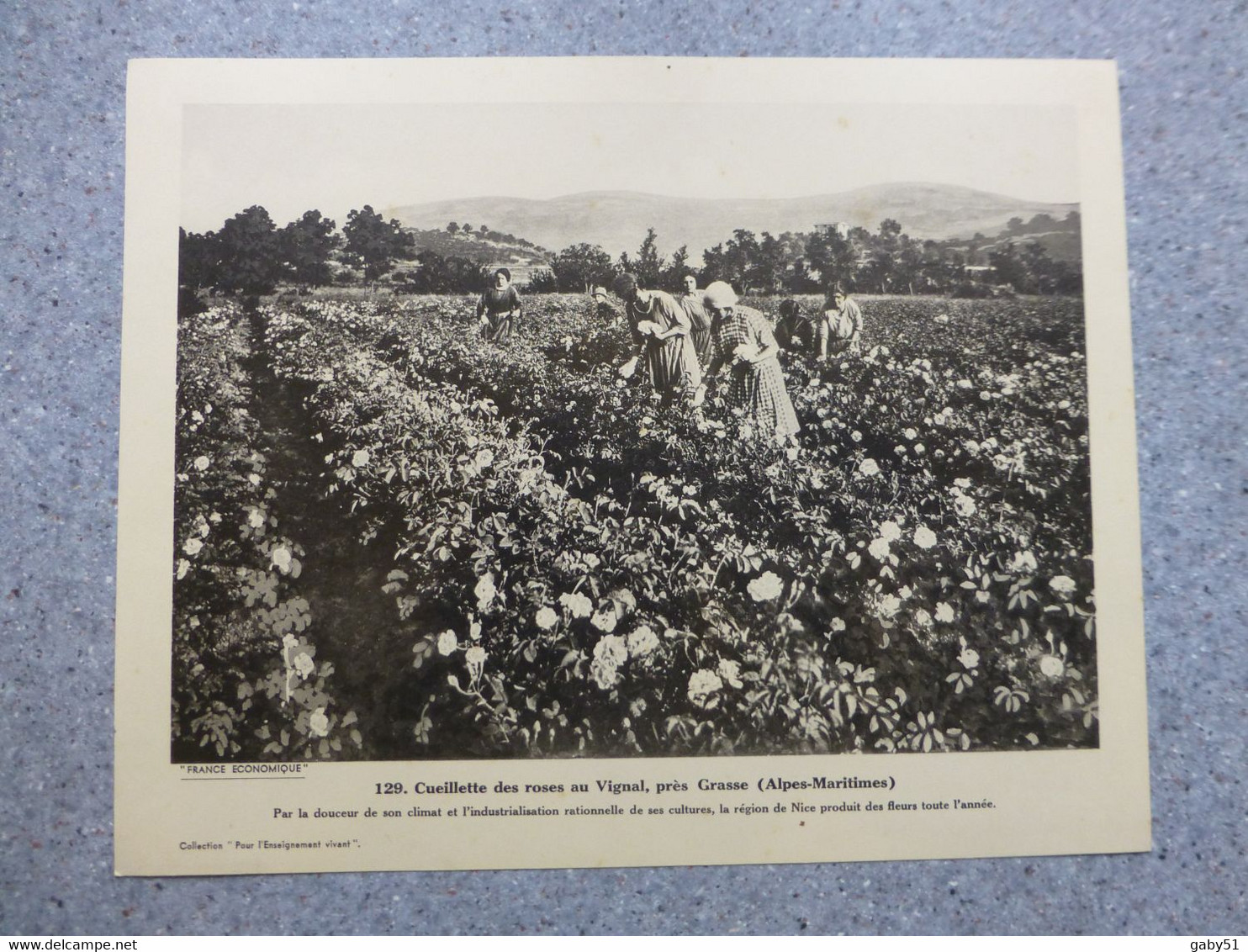 GRASSE, Cueillette Des Roses Au VIGNAL, Vers 1930 ; G 02 - Zonder Classificatie