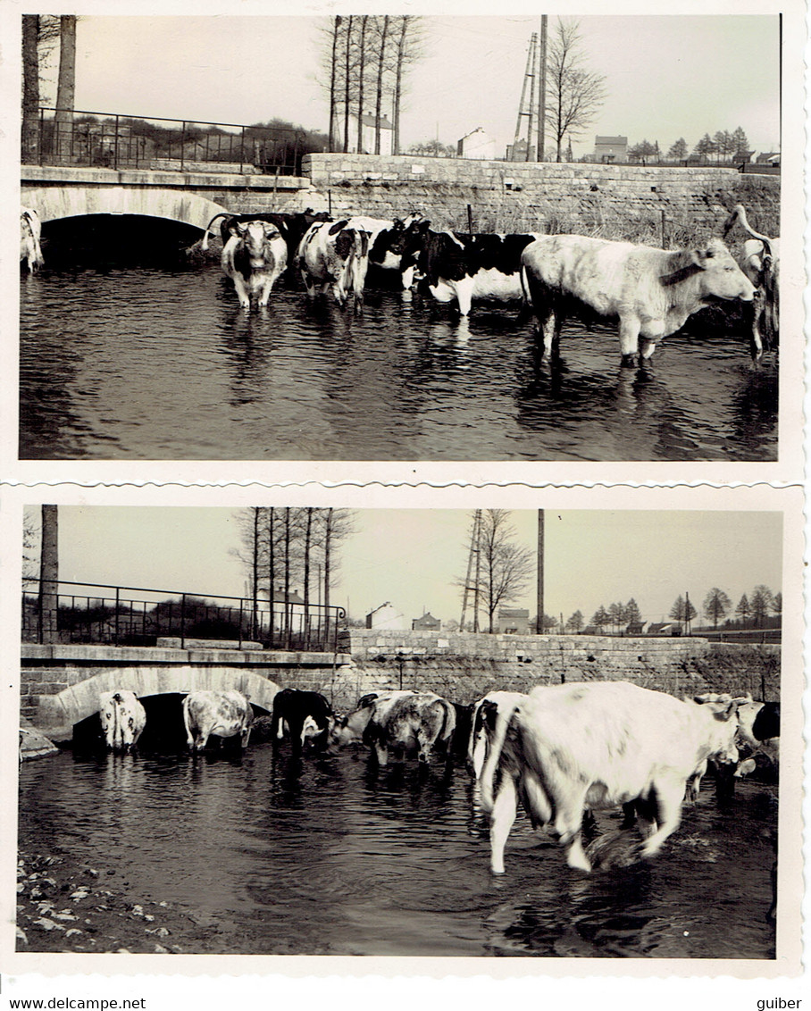 Hamois Abreuvoir Dans Le Bocq Troupeau De Vaches  2 Photos 110X70mm - Hamois