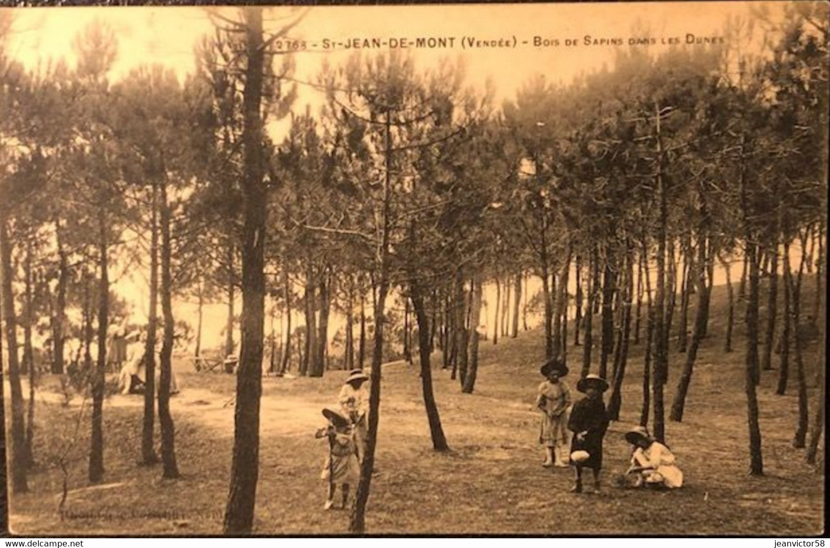 2768 St Jean-de Monts Bois De Sapin Dans Les Dunes - Saint Jean De Monts