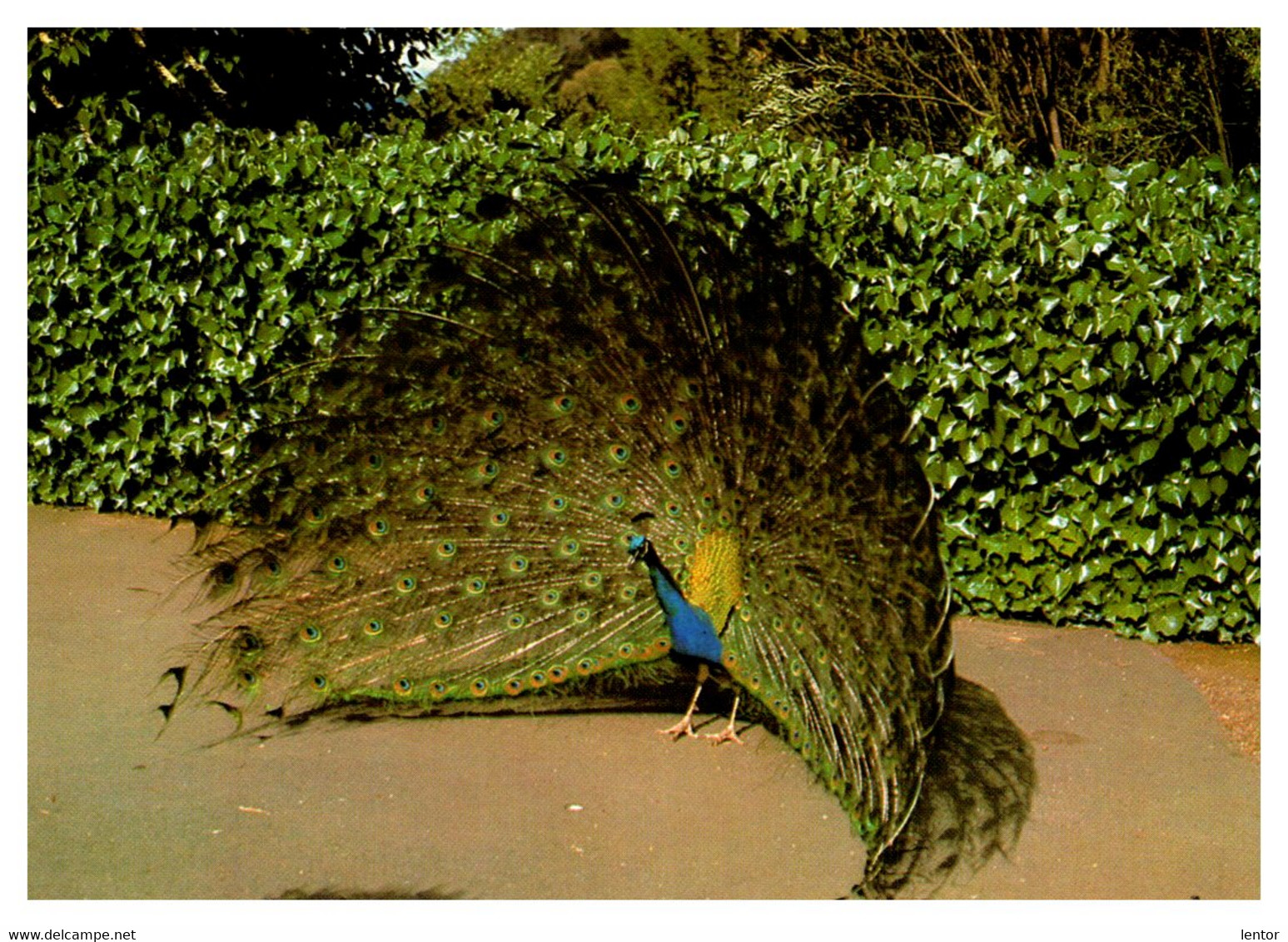 0078 / Peacock Austalia Male Gorge Botanical Gardens Launceston Tasmania - Lauceston