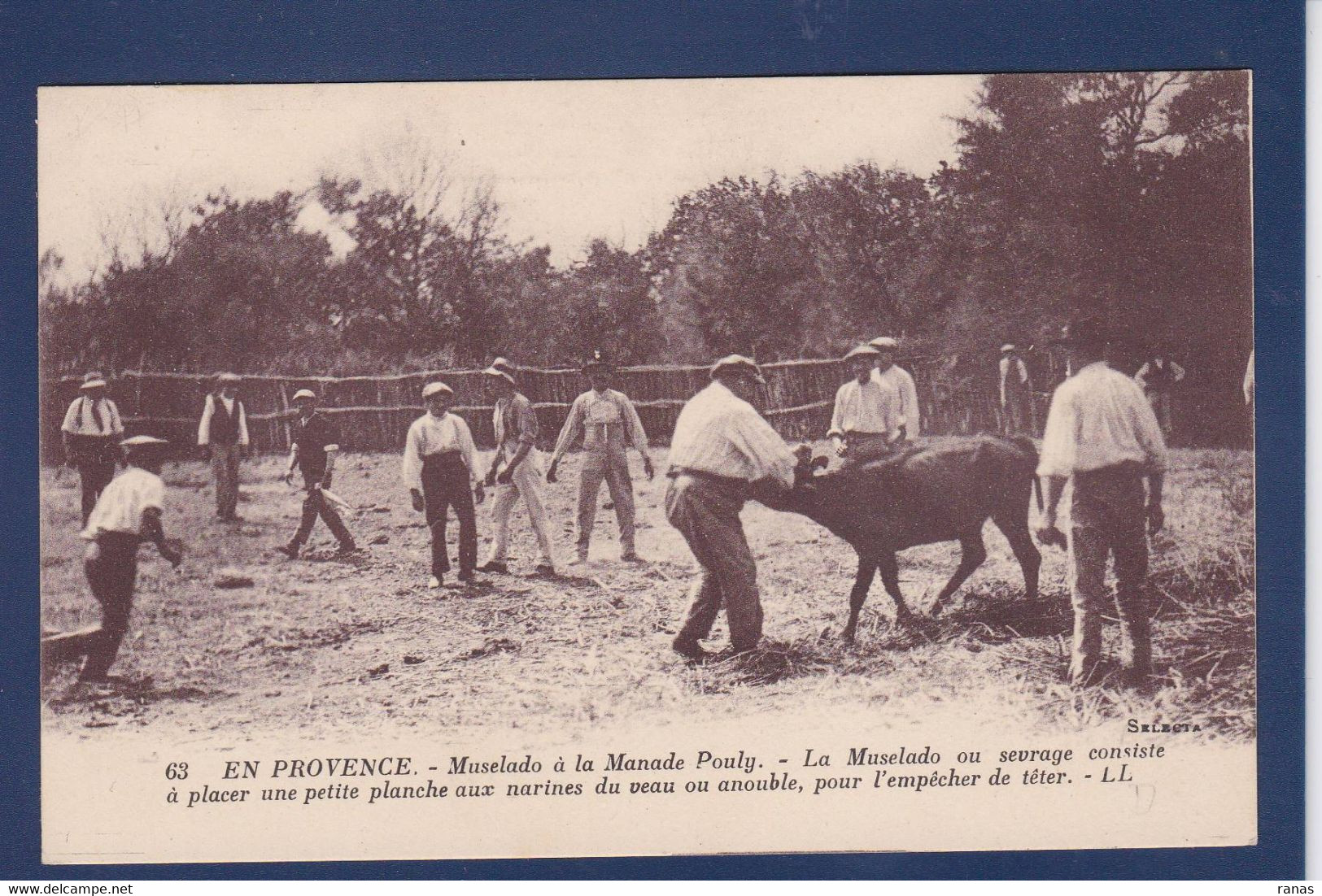 CPA Régions Provence Manade Taureaux Non Circulé - Provence-Alpes-Côte D'Azur