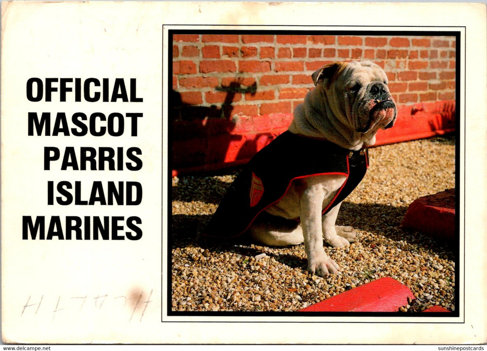 South Carolina Parris Island Official Mascot Of The Marines "Thor" Bulldog 1989 - Parris Island