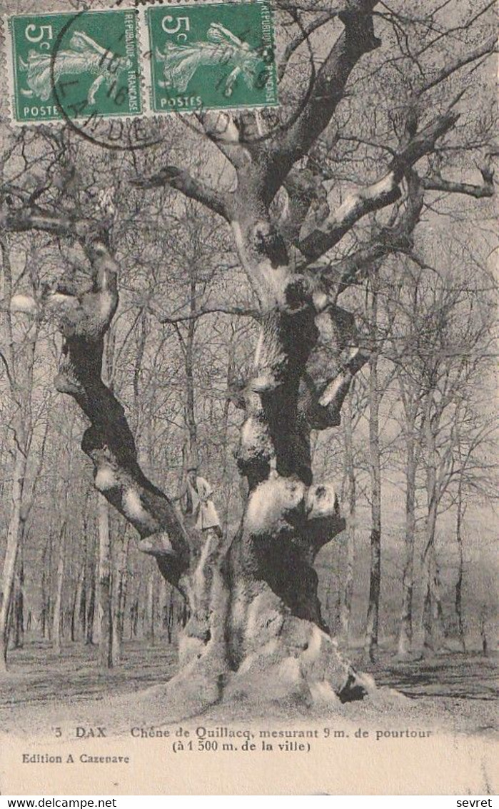 DAX. - Chêne De Quillacq, Arbre Remarquable Mesurant 9 M. De Pourtour - Arbres