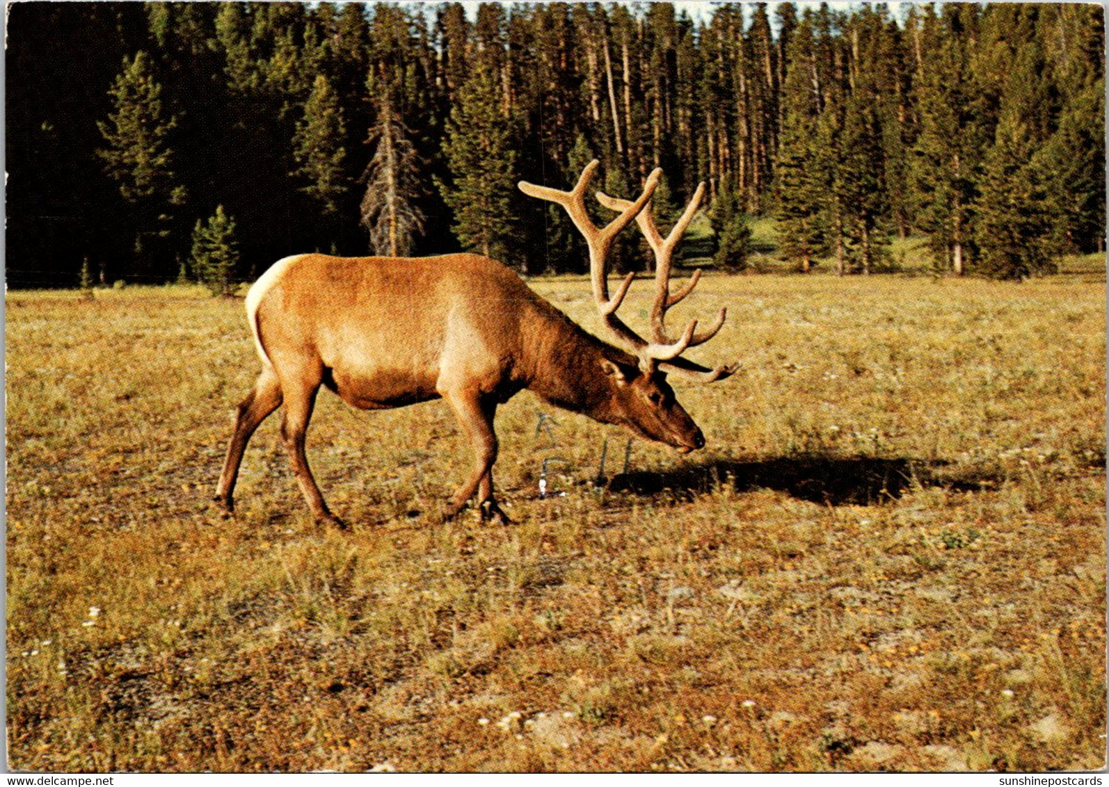 Yellowstone National Park Bull Elk Wapiti 1981 - USA Nationale Parken